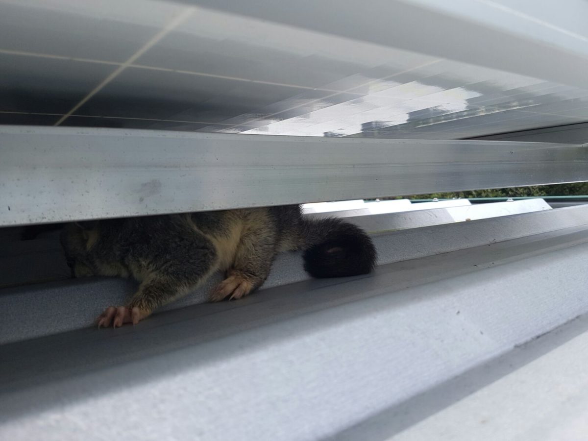 Possumproofing your home Toowoomba Gutter Guard