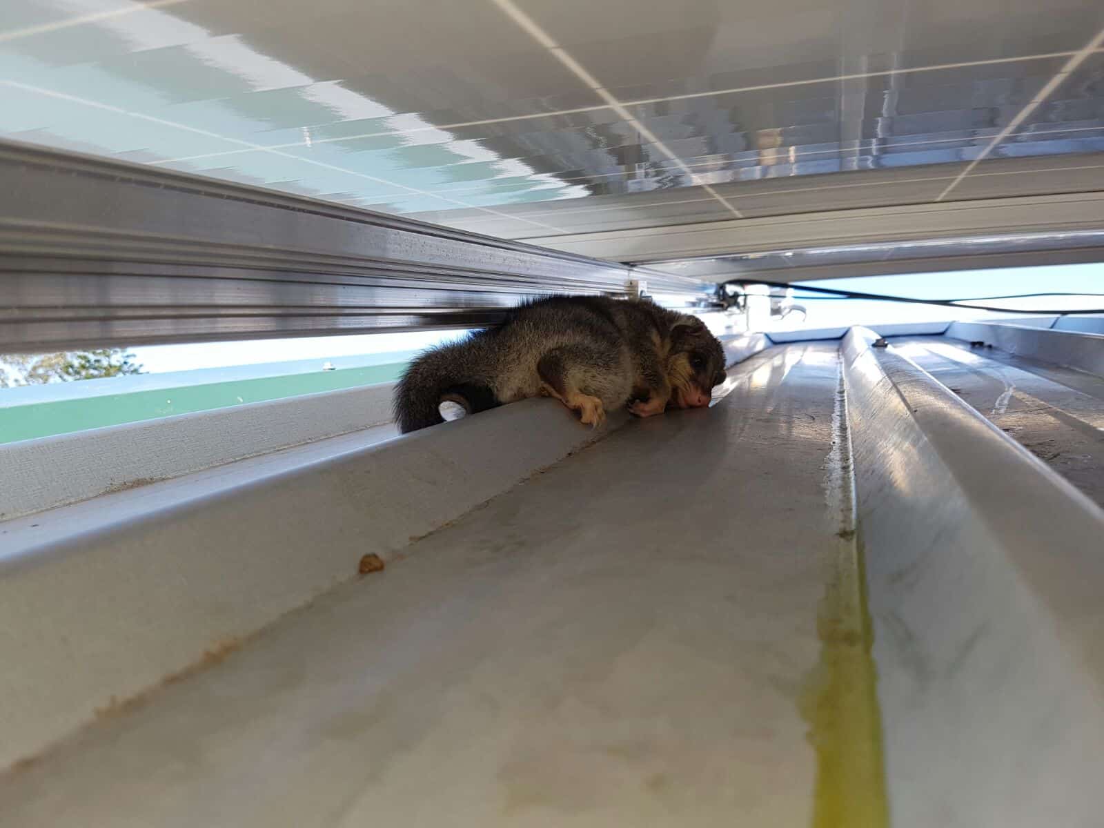 solar panel possum